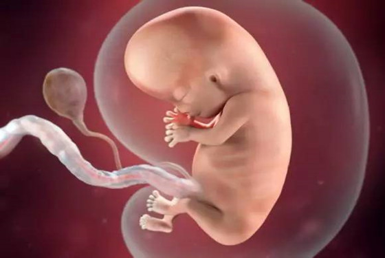怀孕中期,孕妈妈与宝宝的各种变化